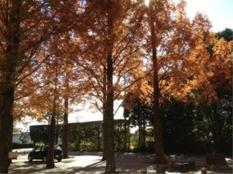 「介護付き有料老人ホーム 陽だまりの里」の周辺環境２。木々に囲まれた紅葉は、綺麗な色合いを見せる。