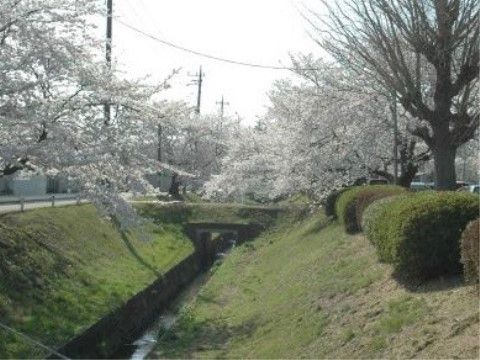 「介護付き有料老人ホーム 陽だまりの里」の周辺環境５。施設周辺は、桜並木があるので、春先のお散歩にはちょうどいい。