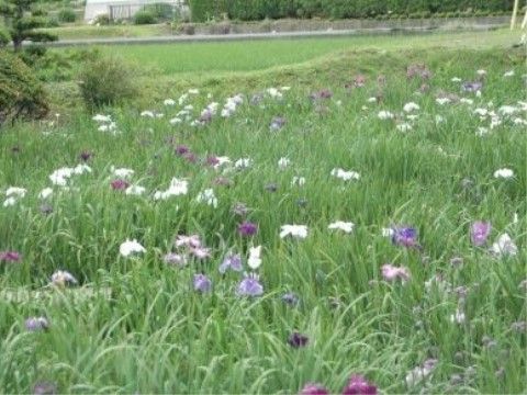 「介護付き有料老人ホーム 陽だまりの里」の周辺環境６。田園には、綺麗な花が咲いたりしている。