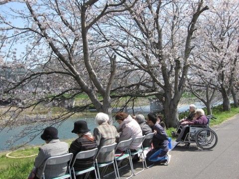 椅子や車椅子に座って花見を楽しむ高齢者