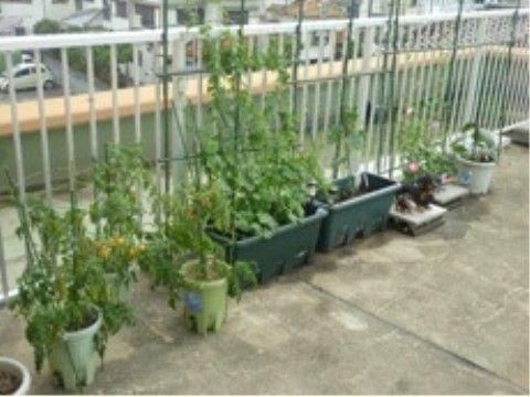 屋上に並べられた鉢植えやプランター