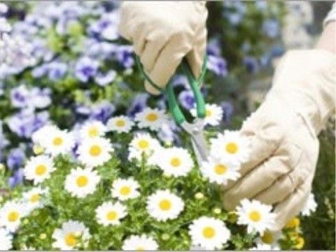 「ほのか東住吉」写真のようなお花摘みなど、さまざまな趣味を満喫していただけます。