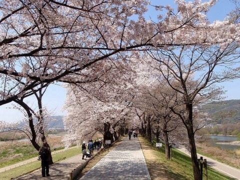 「そんぽの家 西中島」春には贅沢に桜が満開となりますので、お花見もお楽しみいただけます。