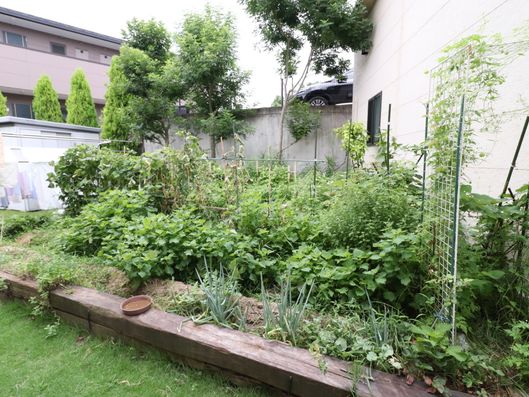 自家菜園