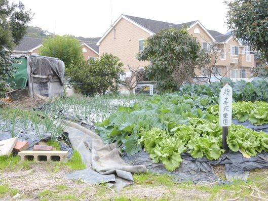 本格的な農園