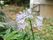 薄紫色の花を多数咲かせるアガパンサス。5月下旬から9月ごろまで、清涼感のある花が咲き、涼しい雰囲気を作ってくれる。