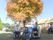 お天気の良い紅葉の時期に、車椅子に乗られた３名の入居者様が、スタッフと一緒にお出かけを楽しまれている。