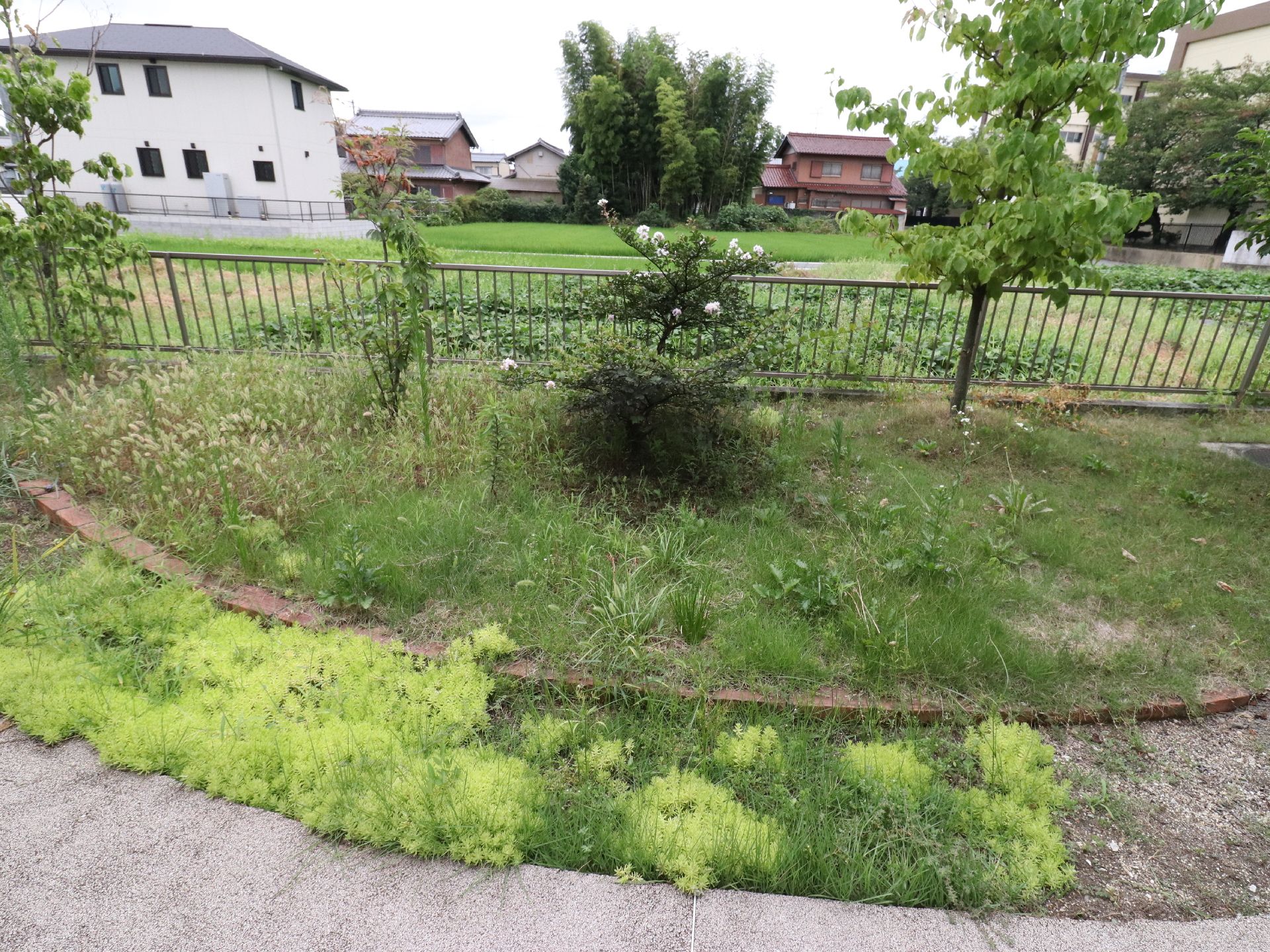 施設の敷地内にある庭が写真に収められている。煉瓦で囲った花壇がある。木々うえてあるほか、雑草なども生えたままになっている。
