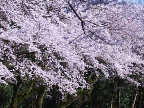 施設の近隣にある公園には桜の木が植えられており、シーズンになるとピンク色で美しい花を咲かせる。満開のときに外出して桜を見ることができる。