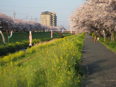 近隣を流れる川があり、散歩で気分をリフレッシュすることができる。桜の季節には、満開の桜のもとで花見ができる。