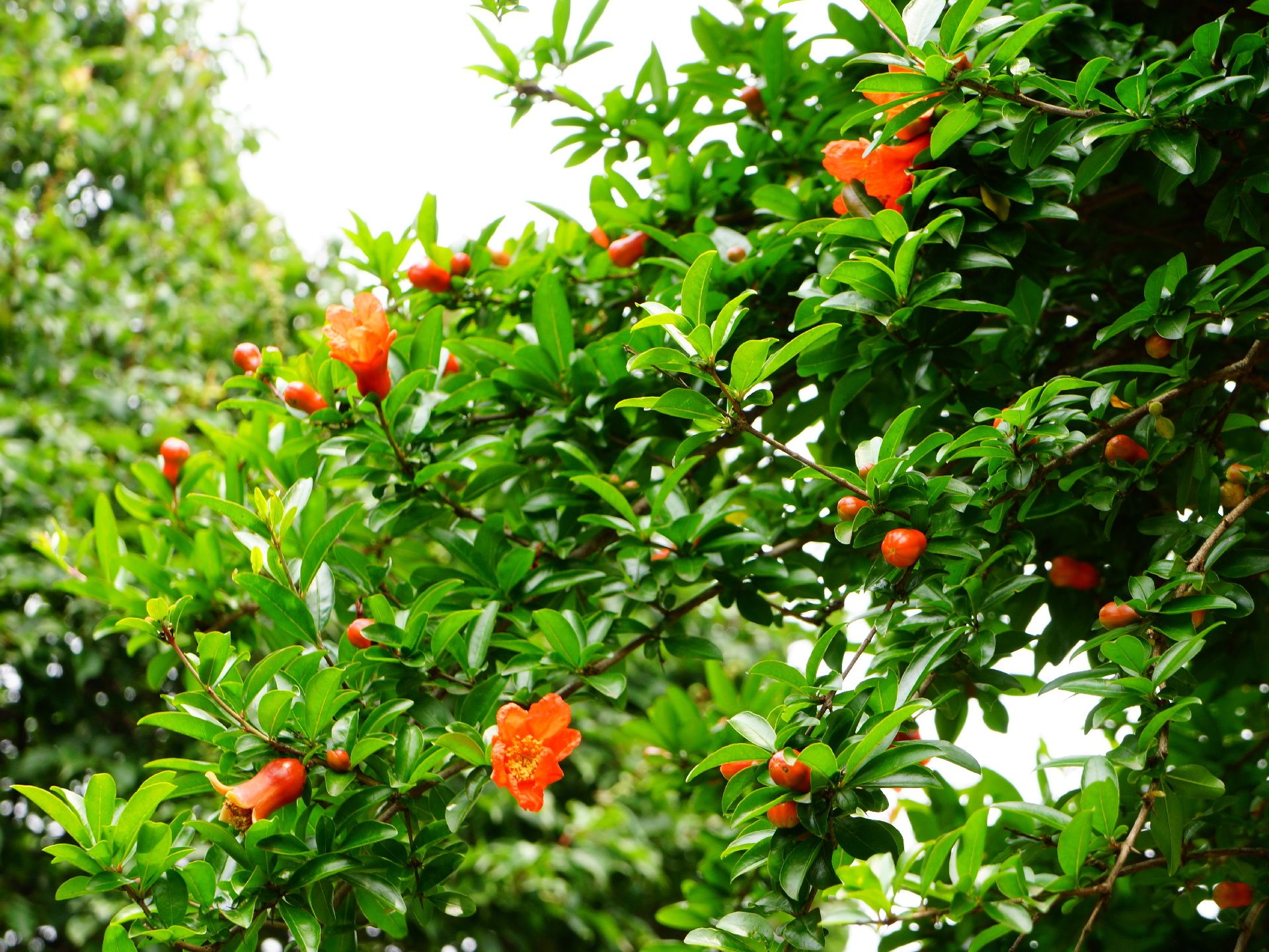 ザクロの花が咲いている。花の色はオレンジで、葉は濃い緑色である。ザクロの木の向こうにも、背の高い木が植えられている。