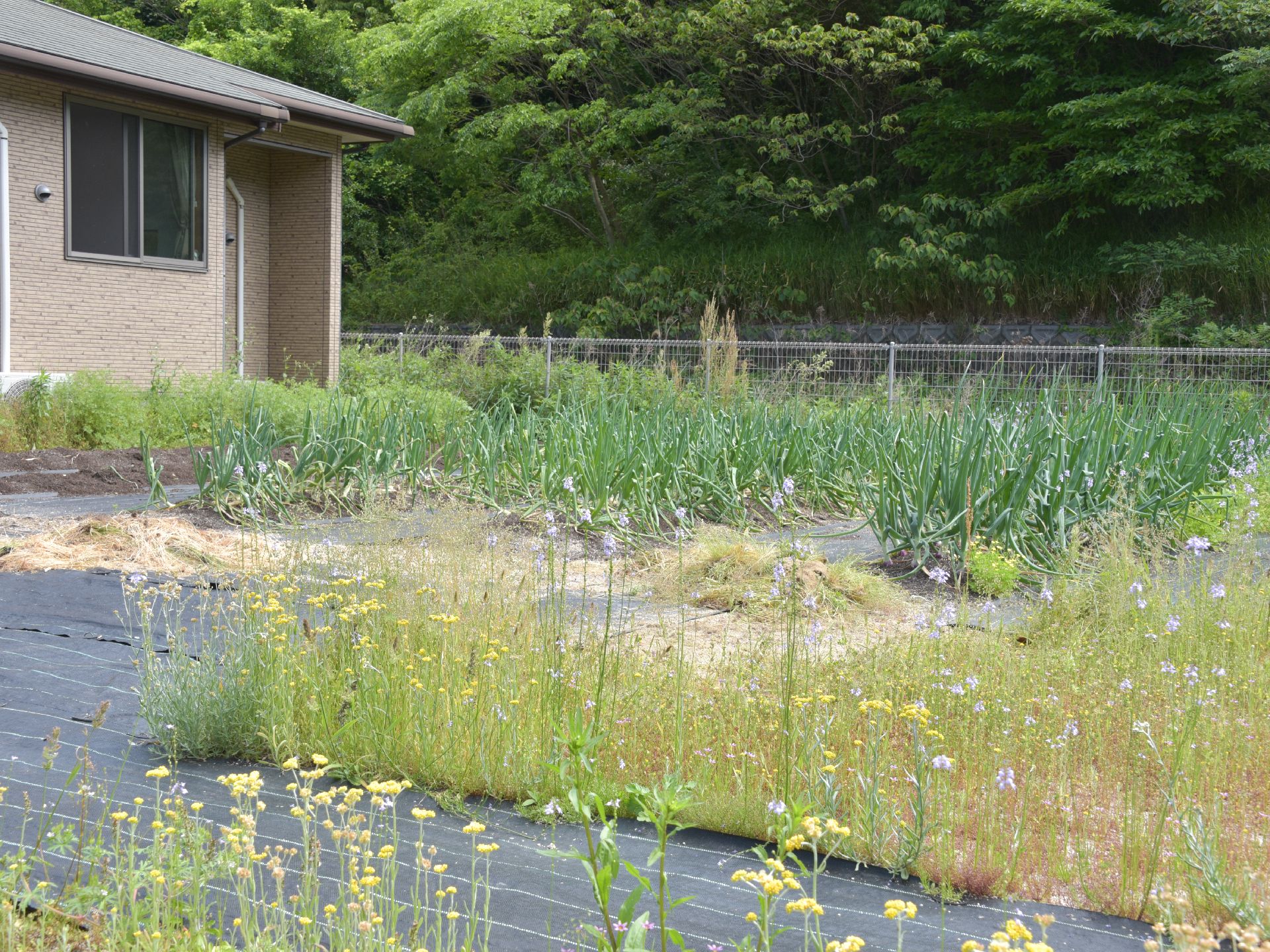 施設周辺は自然豊かで過ごしやすい環境が整っている。建物の横には菜園が広がっており、野菜が栽培されている。