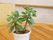 円形の木製のテーブルに観葉植物が飾られている。眺めながらゆったりとくつろぐことができ、癒しの空間になっている。