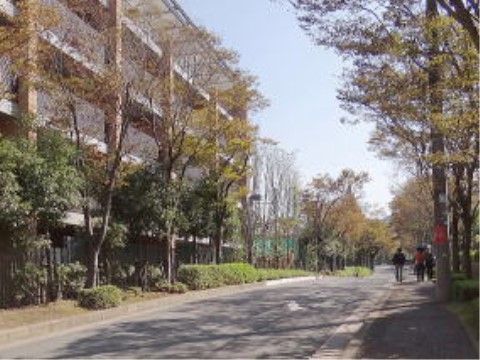 穂谷コスモスの里の並木道。