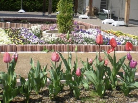 手前には赤と紫のチューリップが咲き、奥はレンガで作られ大きな花壇