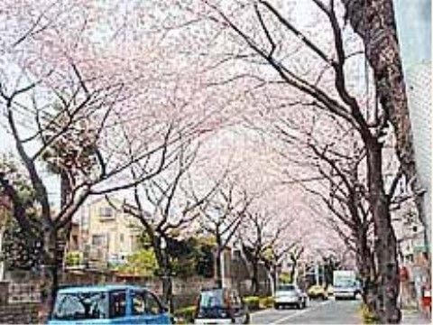 千歳通りの桜並木