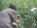 帽子をかぶった方がプランターに生えた植物に触っている。プランターには支柱が立っており、植物がよく育っている。