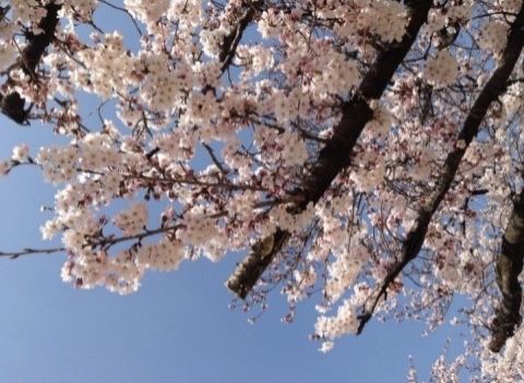 春の季節の代表である桜の木が綺麗に咲き誇る介護施設