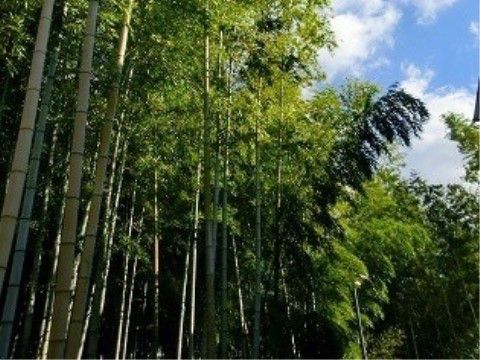 施設の近くには竹林があり、自然を間近に感じることができる。入居者様の心を和ませ、のんびりとした時を過ごしていただける。