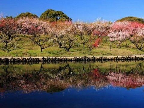 外出の際は、近くに広々とした公園があるので、気分転換に湖や緑、桜の木を眺めながら散歩することができる。