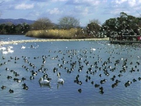 広大な湖にはさまざまな鳥がたくさんいる。自然が豊かで環境が綺麗な証拠である。ベンチに座って眺めながら過ごすこともできる。