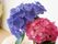 薄い青色の花びらが特徴的な小振りの草花と、桃色の花びらのさらに小振りな草花がともに飾られている。いずれの草花もたくさんの花を咲かせている。