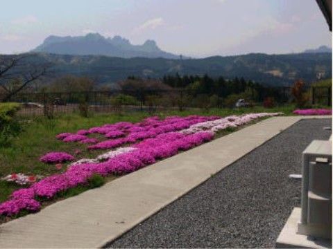 芝桜の向こうには山が見えており、雄大な自然が広がっている。四季折々の変化を身近に感じることができる。