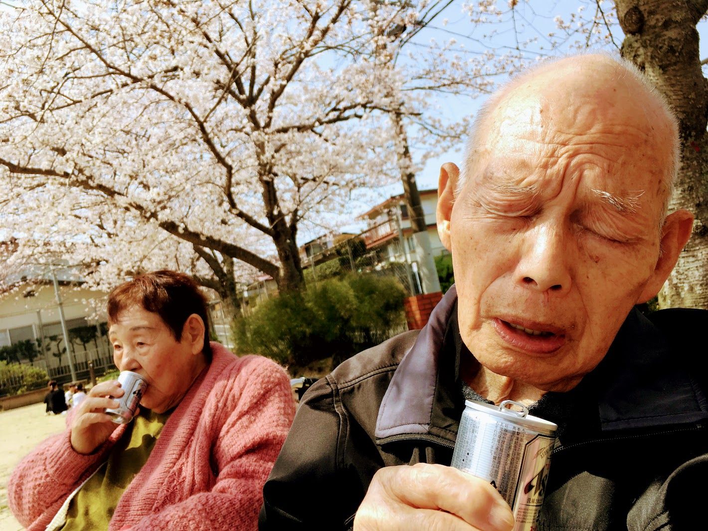 桜の下でくつろぐ様子