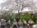 大きな1本の桜の木があり、その手前に入居者様達が横並びにいる。その近くにはスタッフがおり、入居者様に付き添っている。