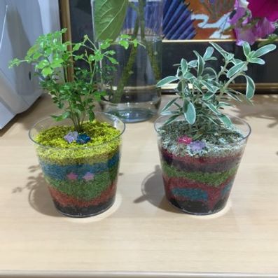 植物