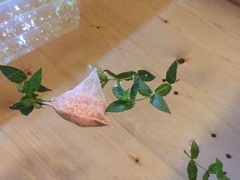 お湯が張られた木製浴槽に日差しが差しこんでいる。ヒノキのチップが入った袋やミントの枝が湯船に浮かんでいる。