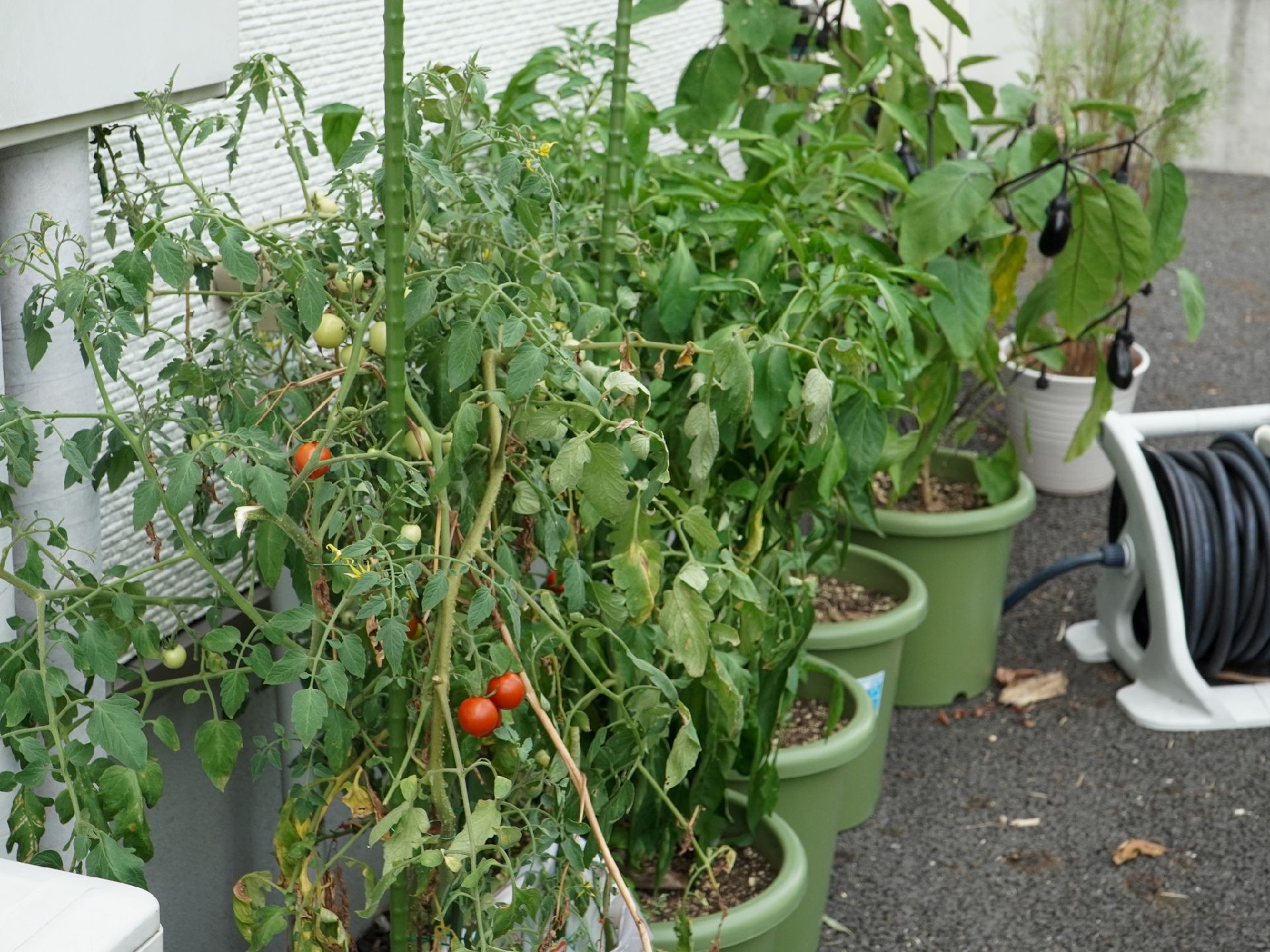 野菜を栽培している中庭