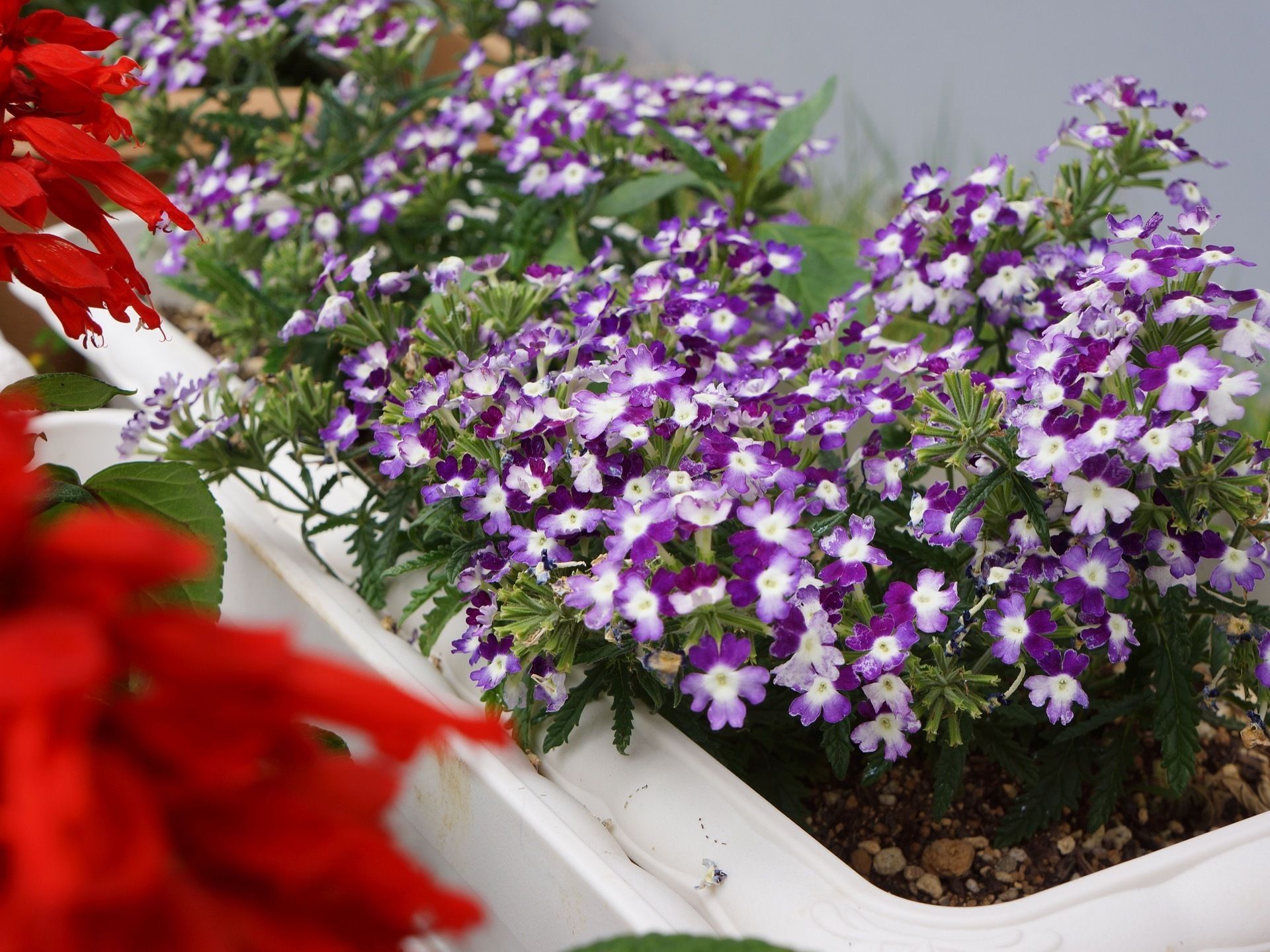 当施設のスタッフは花の手入れも欠かさない。四季折々の花が施設の周りを飾り、さまざまな香りが漂っている。