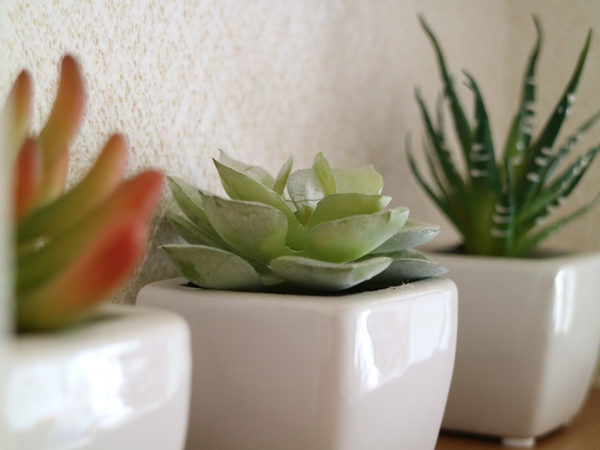 白色の陶器製の小さな鉢に植えられた観葉植物が並べて置かれている。それぞれ種類が違っていて、色や形がいろいろである。