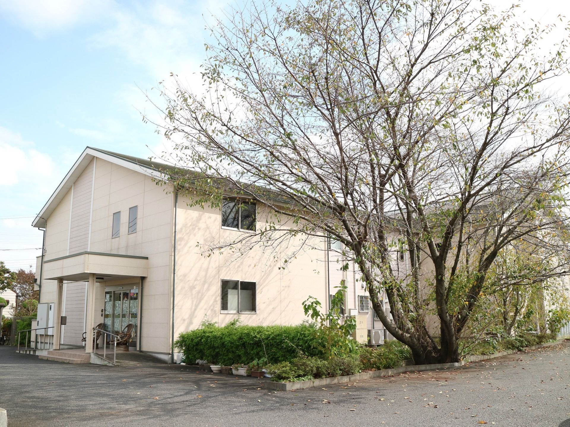 建物のすぐそばに、背が高く枝が茂っている大きな落葉樹が生えている。その下に、背丈の揃った常緑の植栽がある。