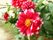 濃いピンク色の花びらを持つ花である。花の中央は黄色で、端がギザギザになっている濃い緑色の葉も見える。