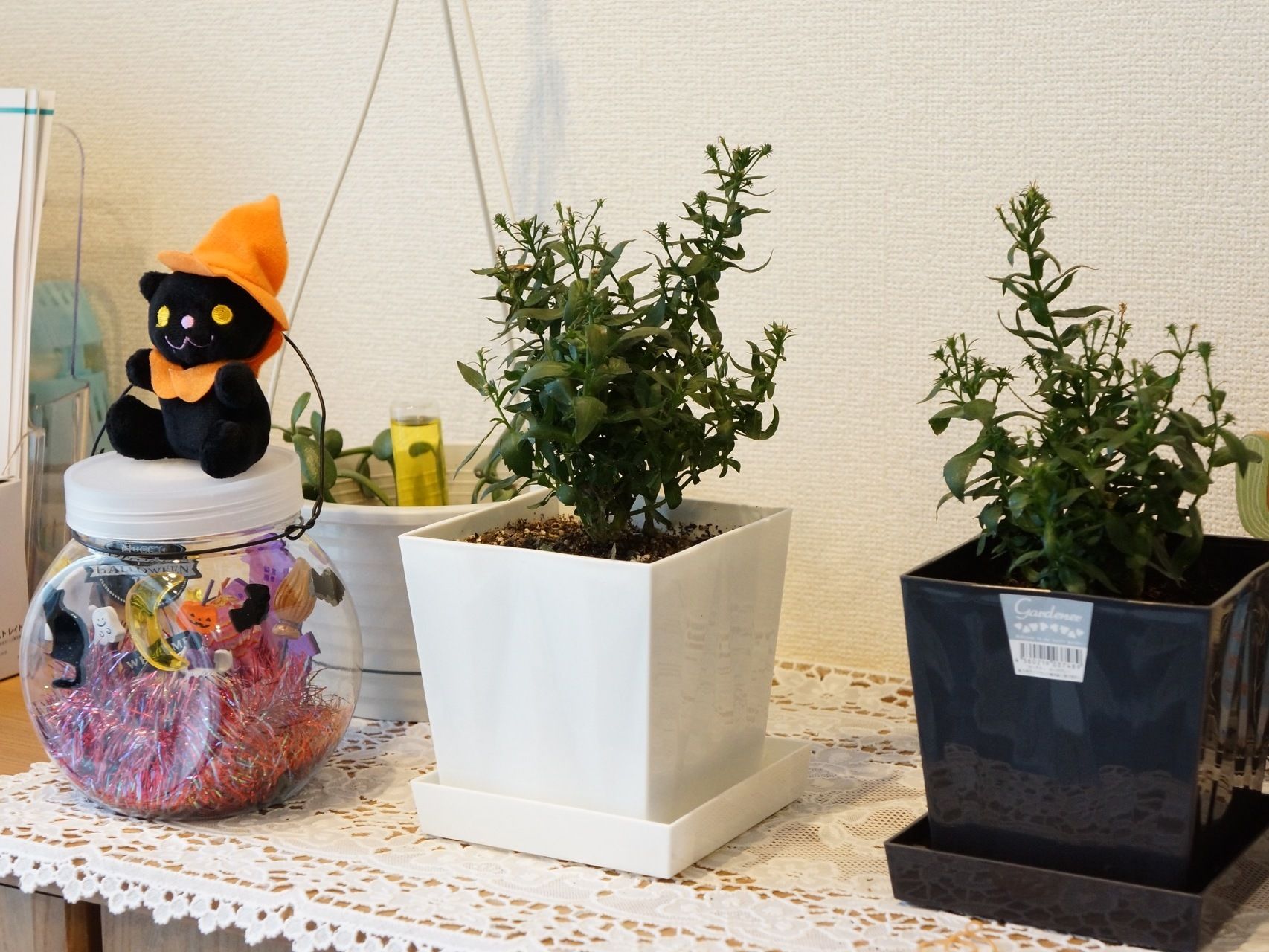 玄関に置かれている靴箱の上は熊の人形や小さなポットに植えられた植物が飾られ、和やかな空間になっている。