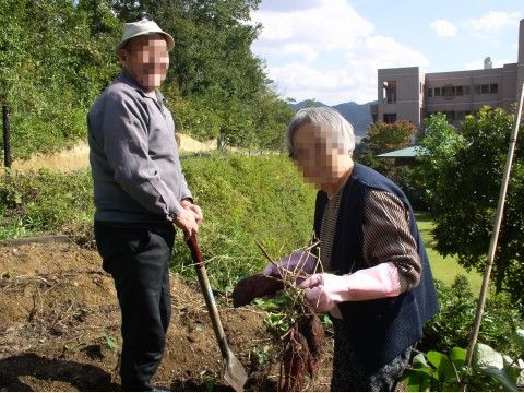 さつまいもを収穫している帽子を被ったおじいさんとおばあさん