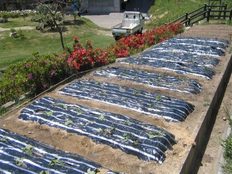 施設の敷地内に設けられた菜園に、野菜が植えられている。芝生や植込みは手入れが行き届いている。作業用の軽トラックが止められている。