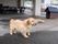 屋外に犬小屋があり、鎖でつながれた茶色い犬がいる。奥のほうには、キャスター付きの椅子がたくさん置かれている。