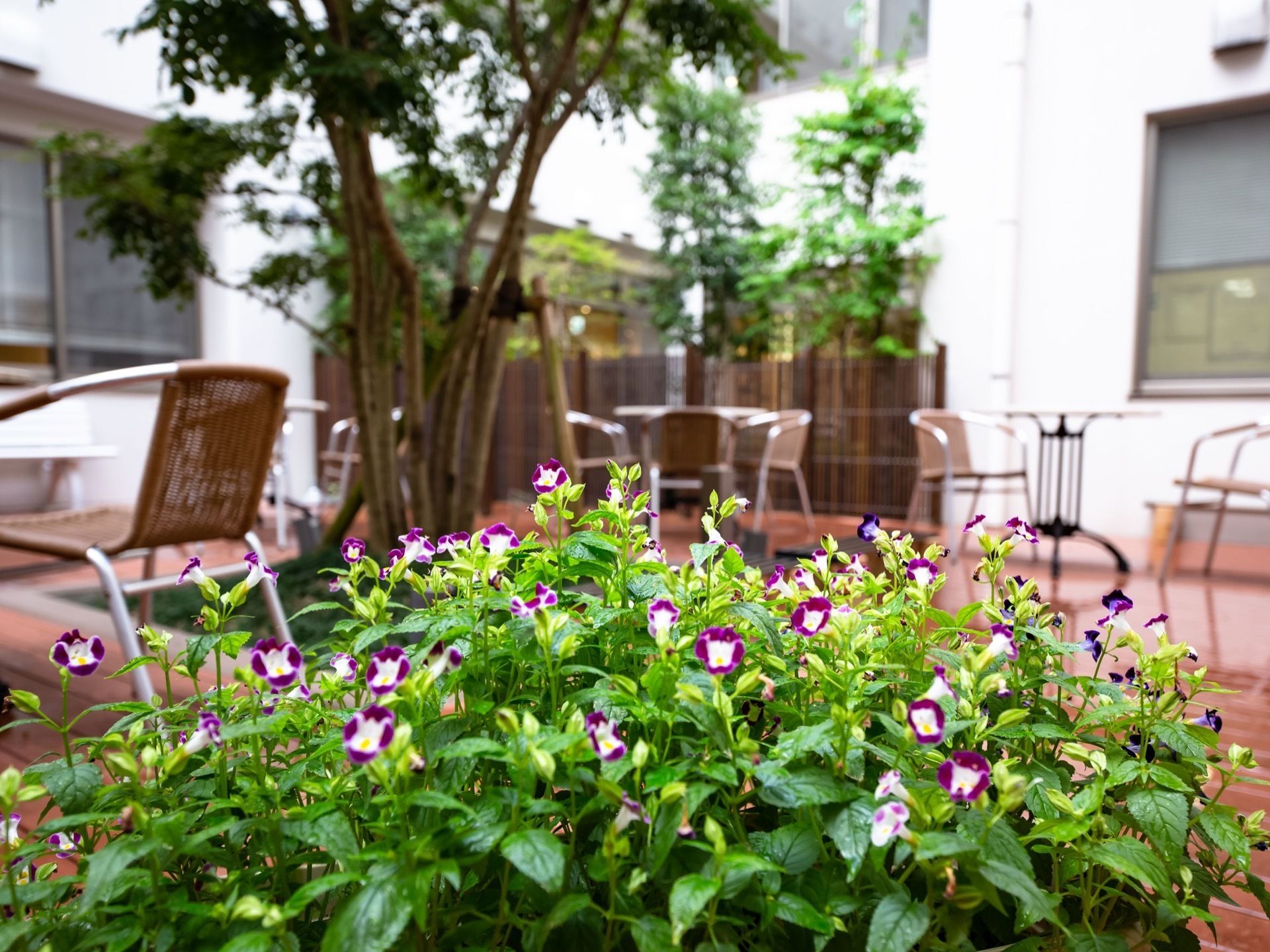 庭には、大きな木の他に季節の花が植えられていて、きれいな花が咲いている。ガーデンチェアやテーブルが置かれている。