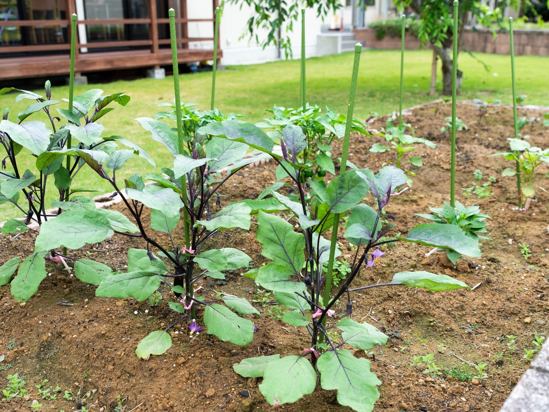敷地内には広々とした畑がある。入居者様がレクリエーションや生活リハビリの一環として野菜や花を育てている。