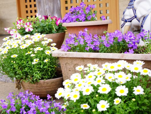 玄関前のプランター