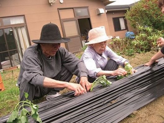 家庭菜園