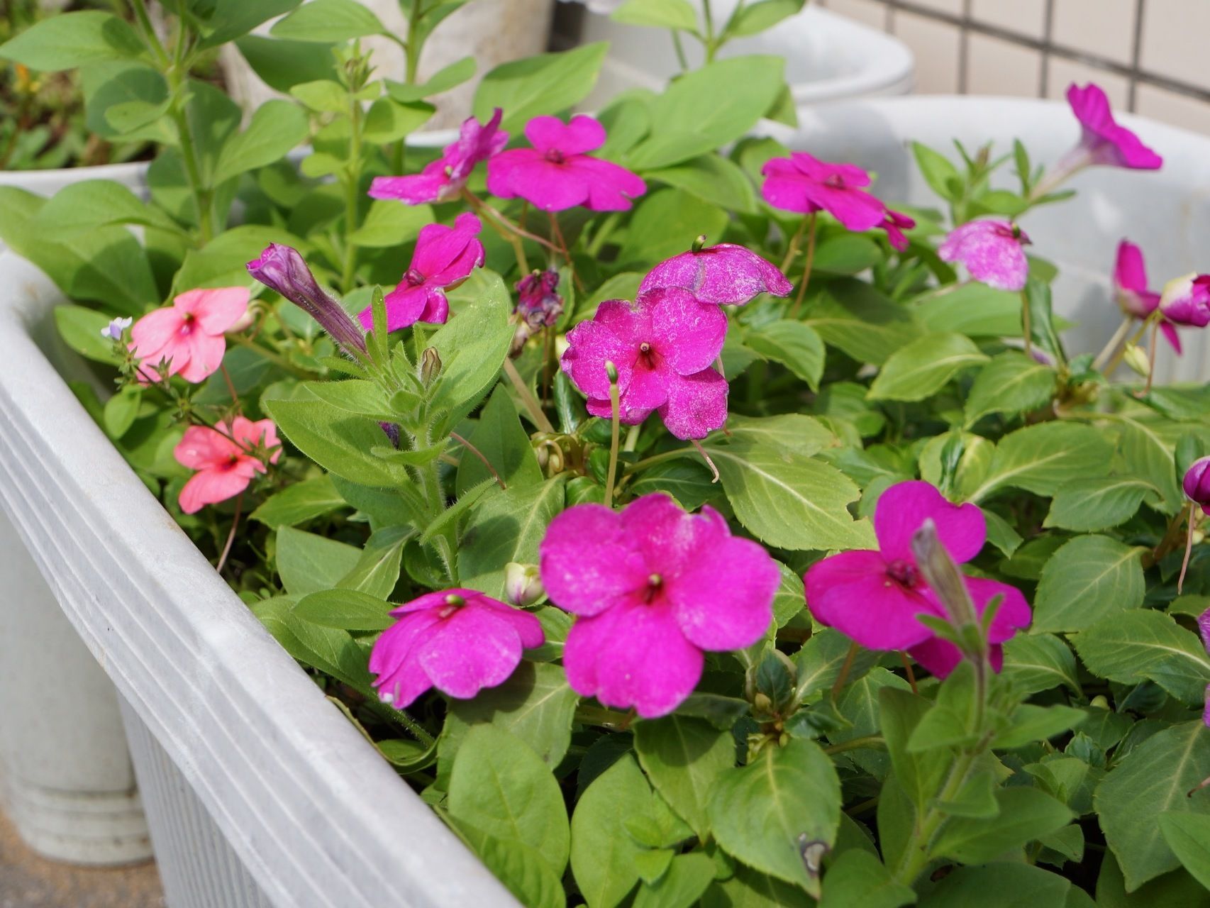 白いプランターにペチュニアとインパチェンスが植えられている。花は濃いピンク色であり、比較的多めに花が咲いている。
