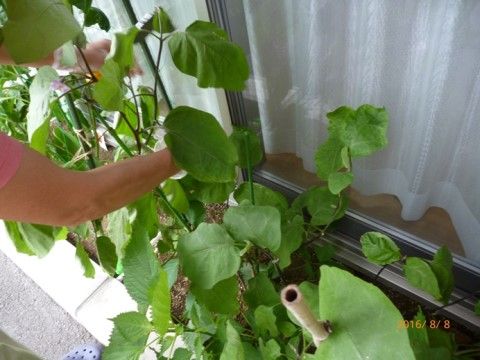 ホームでは野菜を育てている。身近な環境で実がなるまでの課程に関われるので、食べることを楽しみに待っている入居者様もいる。