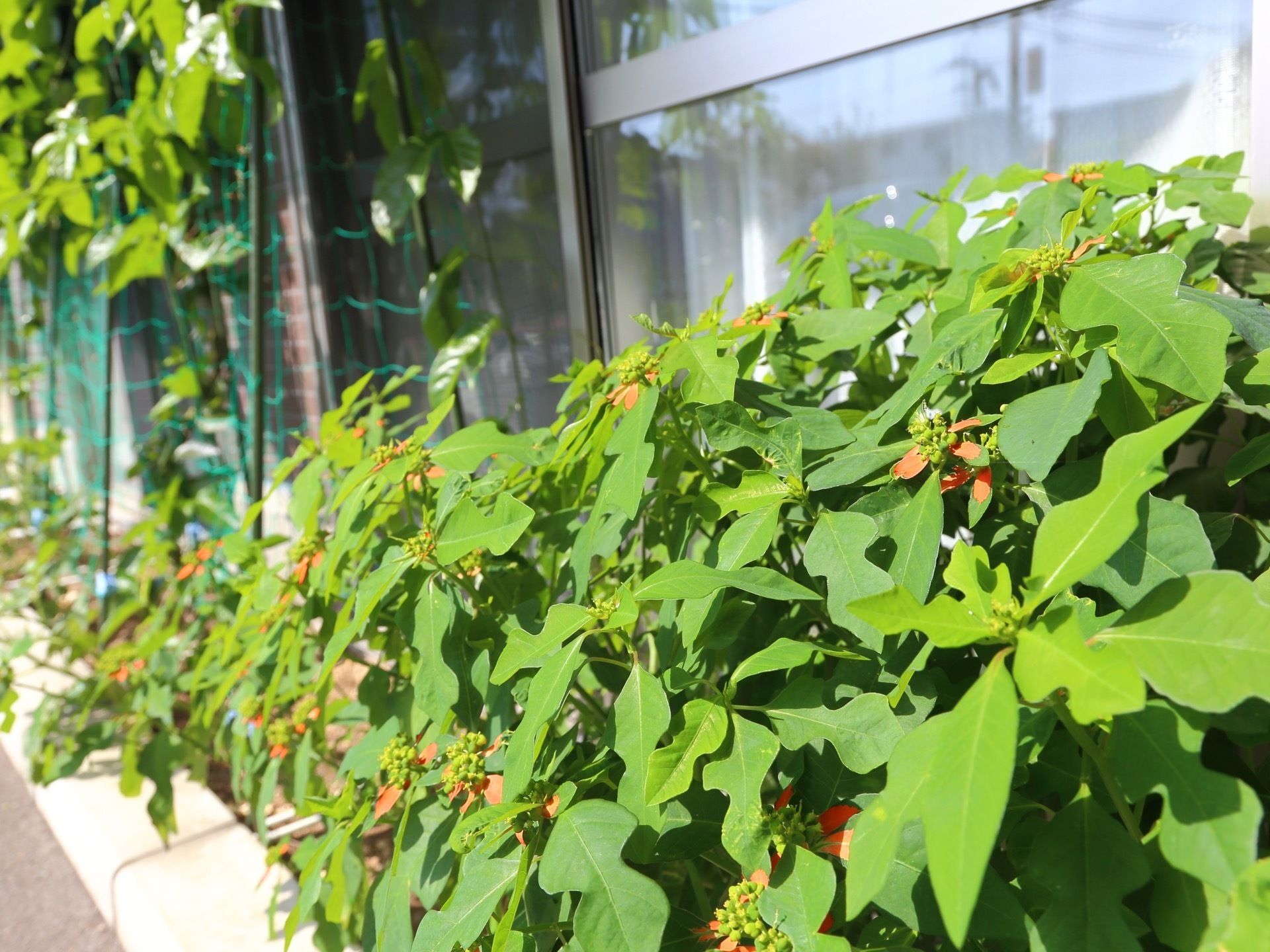 施設にはきれいな植物が育っている。入居者様が自然に触れたり、観賞したりすることのできる空間となっている。