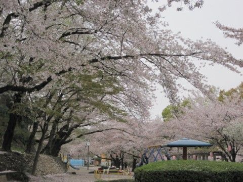 施設の近隣にある、たくさんの桜の木が植えられている公園