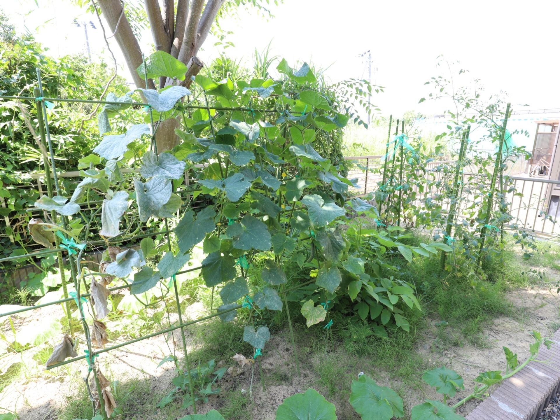 敷地内に設けられている菜園スペース。花壇に植物が植えられており、立てられた棒にツタが巻きついている。