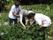 施設の敷地内には、家庭菜園が設けられており、季節の野菜などが育てられている。入居者様とスタッフが一緒に収穫をしている。